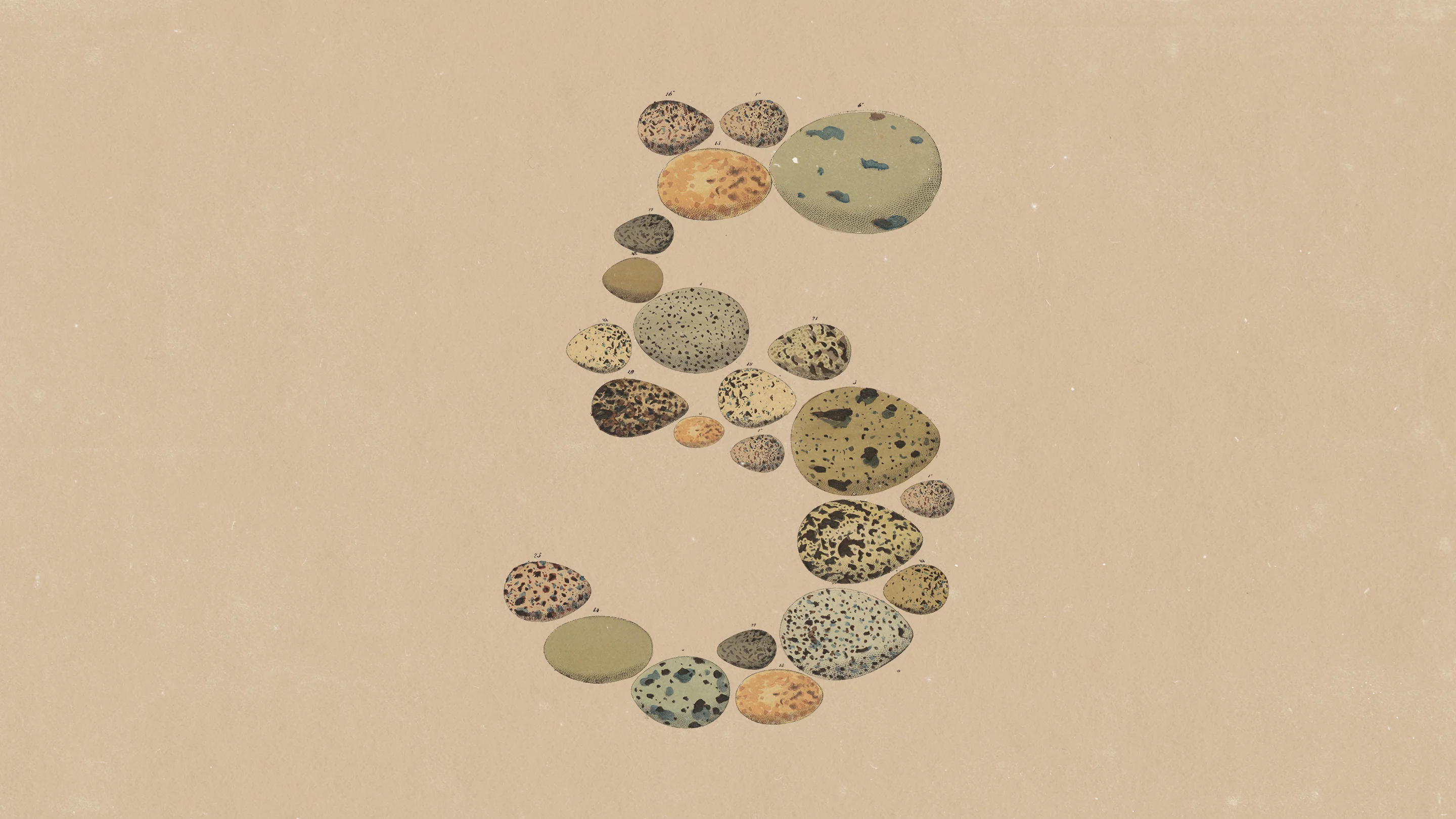 Oficjalna grafika Anthropic z ogłoszenia Claude Opus 5